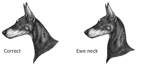 neck-1